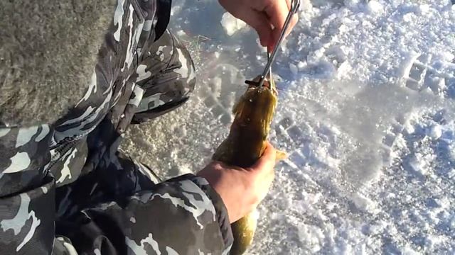 Ловля щуки зимой на жерлицы. смотреть онлайн