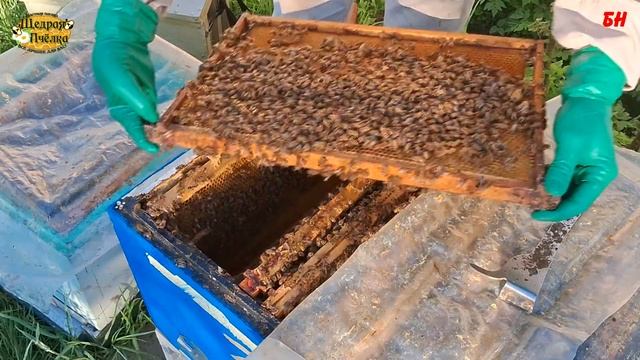 пчеловодство. подсадка матки в изоляторе, формирование отводков первый рой смотреть онлайн