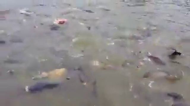 Рыбачил бы? смотреть онлайн