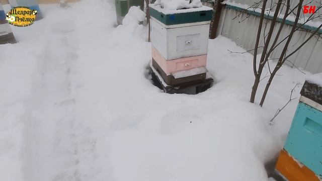 пчеловодство. Убрать подмор, почистить летки смотреть онлайн