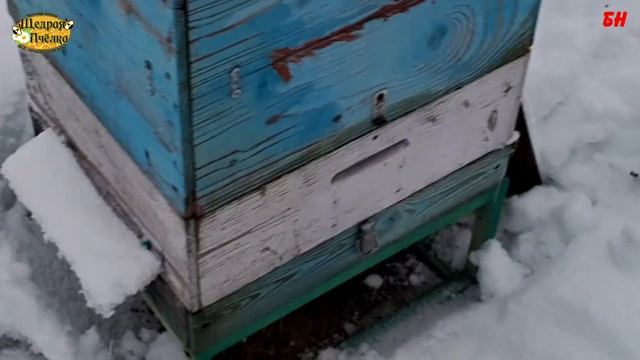 пчеловодство, честное частное мнение о В. Жукове, спасибо что подтвердили мои слова смотреть онлайн