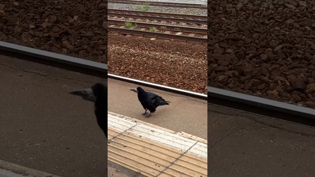 Грач-подросток просит ням-ням смотреть онлайн