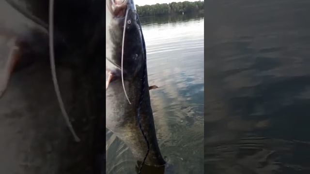 я его еле вытащил, сом на квок смотреть онлайн