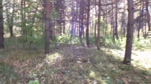 Один лишь солнечный день... Лиственничный лес.