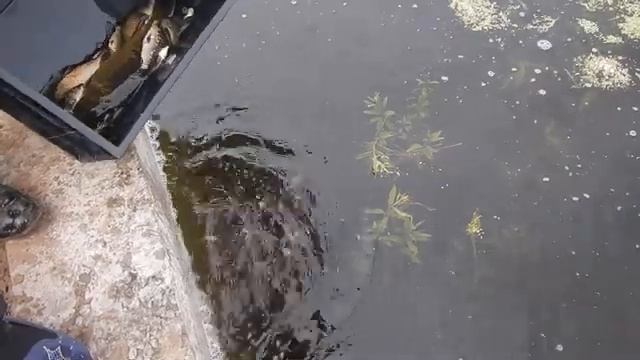 Переселение карпа 3