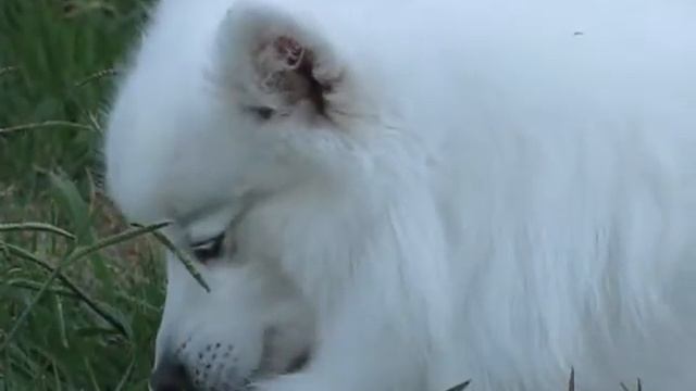 Four Dogs, Two Apples and a Bee смотреть онлайн