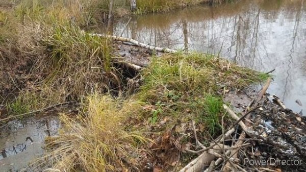 Дом бобров)