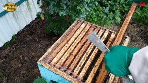 пасека, внимание всем профессионалам пчеловодства