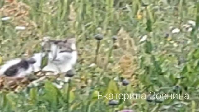 Пристроенный котенок ловит настоящих мышей, крыс иногда смотреть онлайн