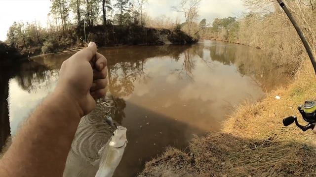 WHITE BASS RUN 2022 Yozuri Snap Bean Sinking Crank Bait