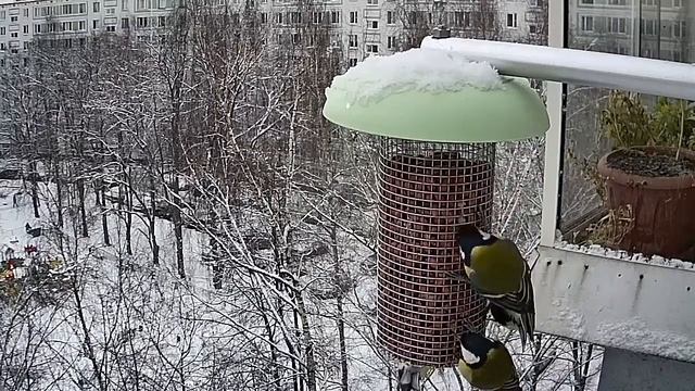 Кормушка. Синичек всё больше.