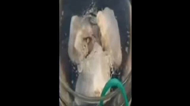 Tratarea cu ozon a carnii смотреть онлайн