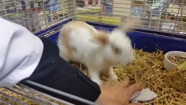 Кролик охраняет еду смотреть онлайн