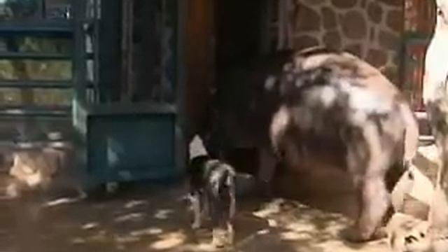 Hippo That Lives In A House