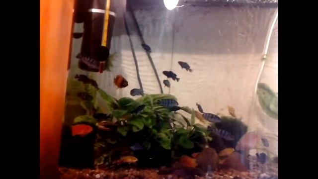 Новый отсадник для малька с коряжкой смотреть онлайн