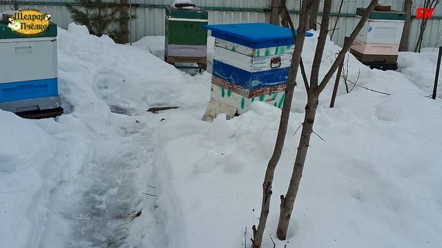 пчеловодство, зачем вы держите плохих пчел? давайте подумаем. частное честное мнение смотреть онлайн