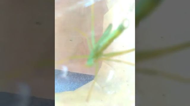 Кузнечик смотреть онлайн