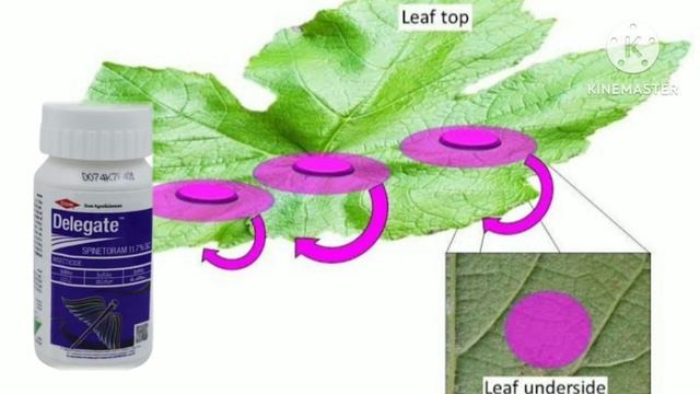 delegate uses 🌱🌱🌱 chilli, cotton, soyabean uses for delegate insecticide in pesticides #youtube смотреть онлайн