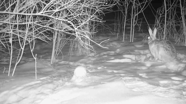 Проверка приманки на зайца. (28 января 2024 г.) смотреть онлайн