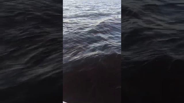 Сом на джиг смотреть онлайн