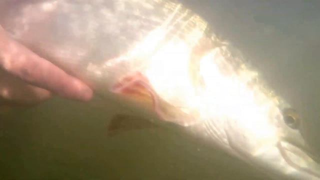 Chew Valley Pike swimming off nicely. смотреть онлайн