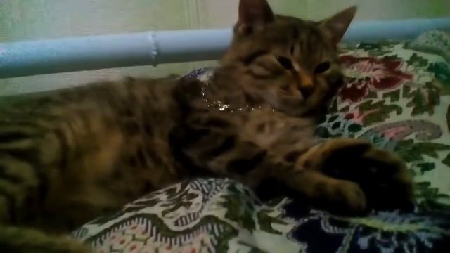 Новое видео про кота максима.У него появилась цепь смотреть онлайн