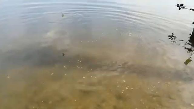 ЛЕЩ. ОКА. ФИДЕР