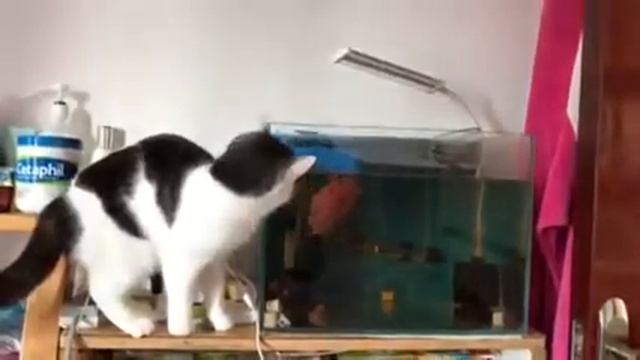 Кошка рыбачит/Cat fishing смотреть онлайн