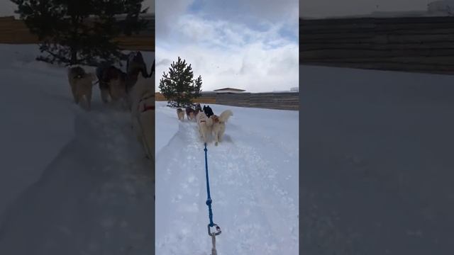 Хаски смотреть онлайн