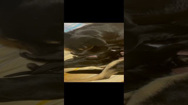 Щенки ВЕО из питомника Валентлайф - 10 дней - помет Ю, д.р. 15.10.2024