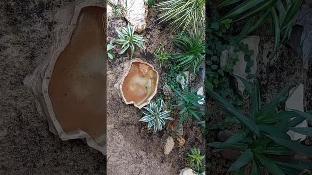 удивительная необычная и очень красивая Черепаха