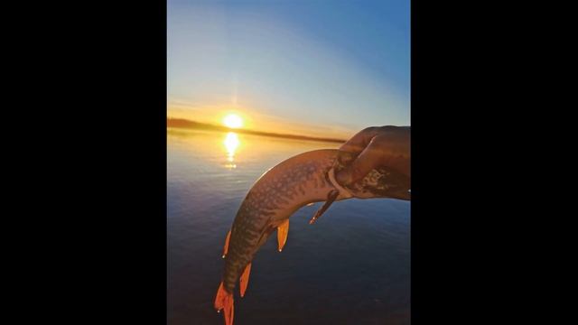 Выезд 20 22 06 2024 г смотреть онлайн