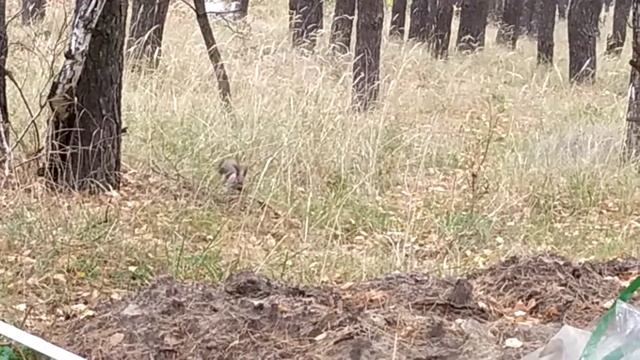 Белка олмахон смотреть онлайн