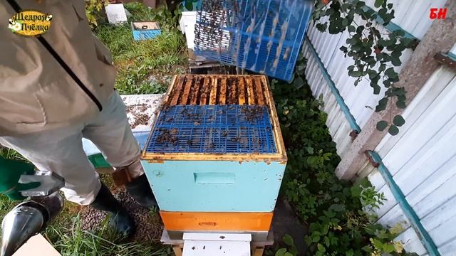 пчеловодство, отбор меда закорм, зимовка на полных корпусах, подготовка пчел смотреть онлайн
