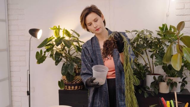 Самое модное растение — хойя Линеарис смотреть онлайн