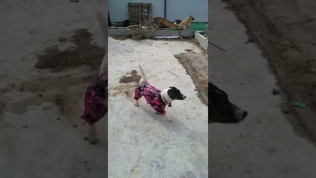 Хвост! Хвост! Хвост! смотреть онлайн