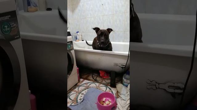 Багира не хочет вылазить из ванной. смотреть онлайн
