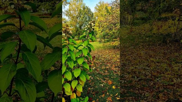 В парке, день 18 октября 2024 года, история 3