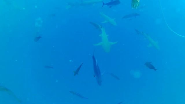 Акулы няньки смотреть онлайн