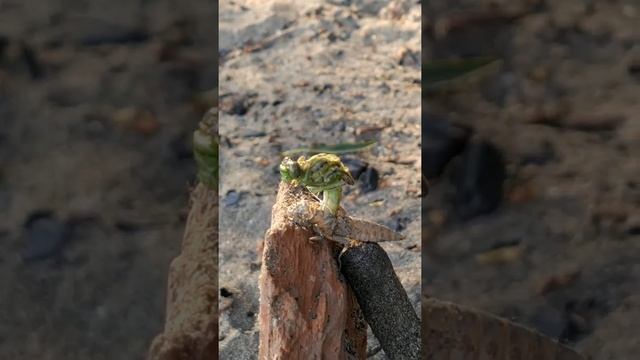 Засняли рождение стрекозы!!!