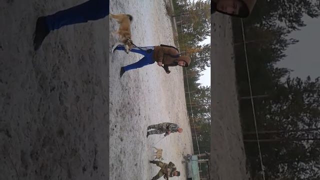 Хаски и БАМ смотреть онлайн