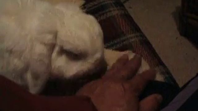 DSCF0764.AVI   Lick My Hand My Rabbit   Tadaaki Kusaka