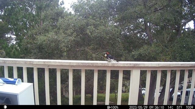 Bird Cam 71 5/29/23
