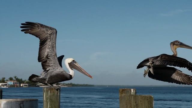 fakta unik dan menarik tentang burung Pelikan..!!! #education #youtubevideo #birds смотреть онлайн