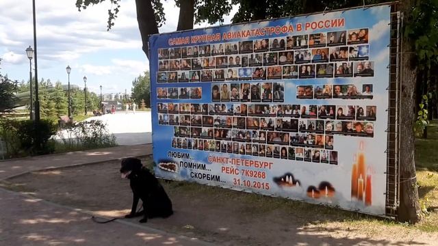 Дорога Жизни Полуторка Машина Солдат Dogs Training Жил Был Кинолог 🐕 Моя Жизнь Кино 🎬 Музей Псо смотреть онлайн