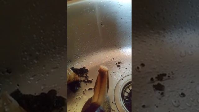 Африканские улитки принимают душ