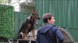 Догтренинг 552. На грани возможного. Задачи для Тора