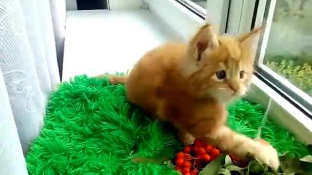 Красный солид (d) кот Мейн-кун 1,5 месяца смотреть онлайн