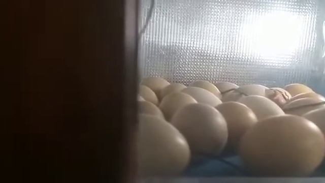 Инкубация.Первенец)) смотреть онлайн
