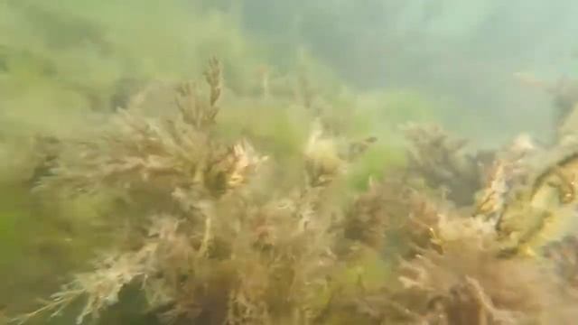 Анапа, подводная съемка смотреть онлайн